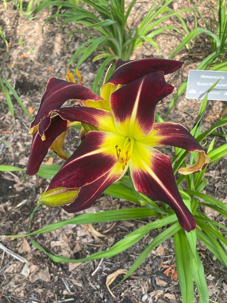 Plant name: Daylily Hemerocallis  